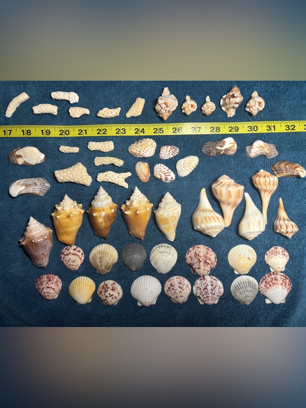 Assorted Seashell Collection - 50 Mix Lot Sanibel Island Shells.